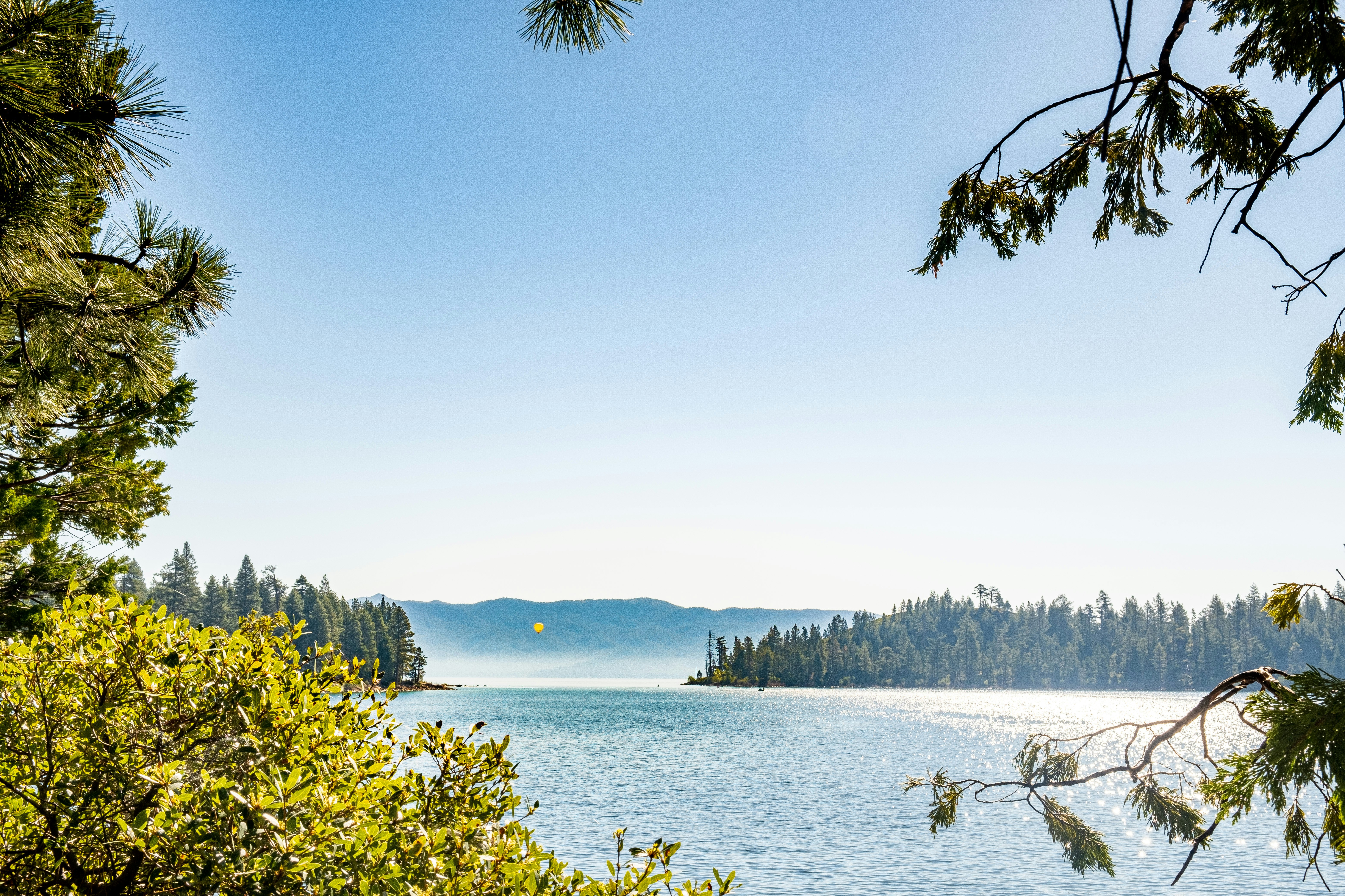 green trees near body of water during daytime